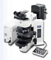 Olympus BX61 Motorized Research Microscope